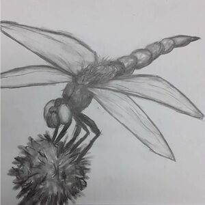 Gray Dragonfly Sketch Art